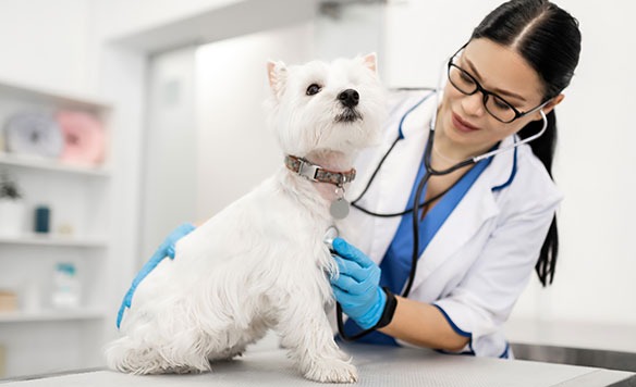 Regular Veterinary Check Ups