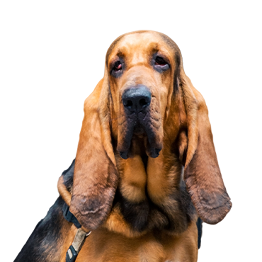 Adopt Me Bloodhound Pet Guide 2023