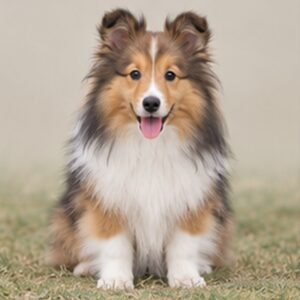 Shetland-Sheepdog