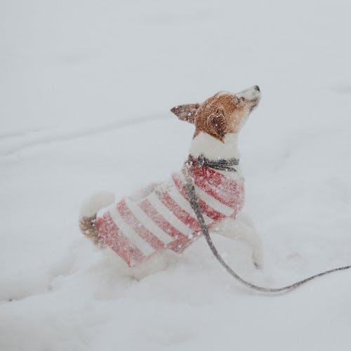 Tips for Keeping Your Pup Healthy in the Winter