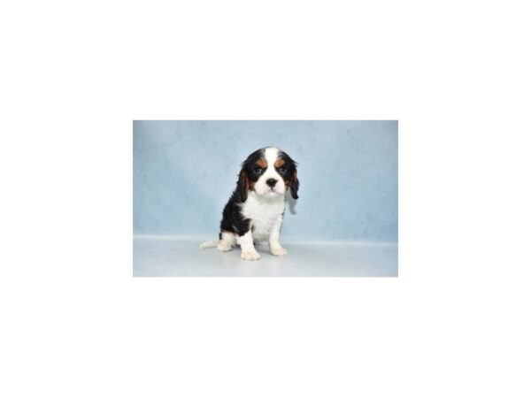 Cavalier King Charles Spaniel DOG Female Black and White 23204 Petland Lake St. Louis & Fenton, MO