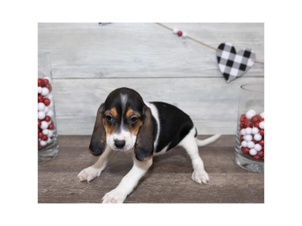 Beagle DOG Female Tri-Colored 23342 Petland Lake St. Louis & Fenton, MO
