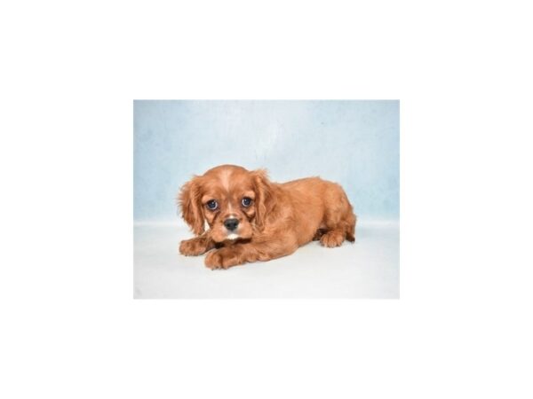 Cavalier King Charles Spaniel DOG Female Ruby 23378 Petland Lake St. Louis & Fenton, MO