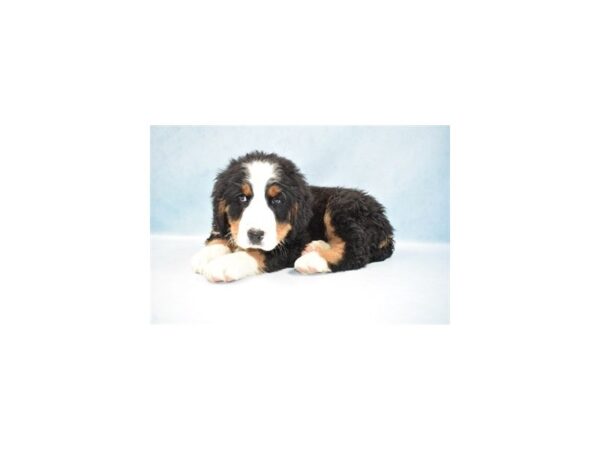 Bernese Mountain Dog-DOG-Male-Black Rust and White-23377-Petland Lake St. Louis & Fenton, MO