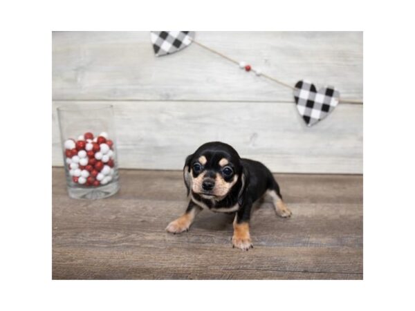 Chiweenie-DOG-Female-Black / Tan-23400-Petland Lake St. Louis & Fenton, MO
