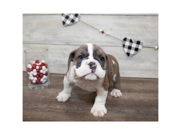 English Bulldog-DOG-Male-Brindle-23391-Petland Lake St. Louis & Fenton, MO