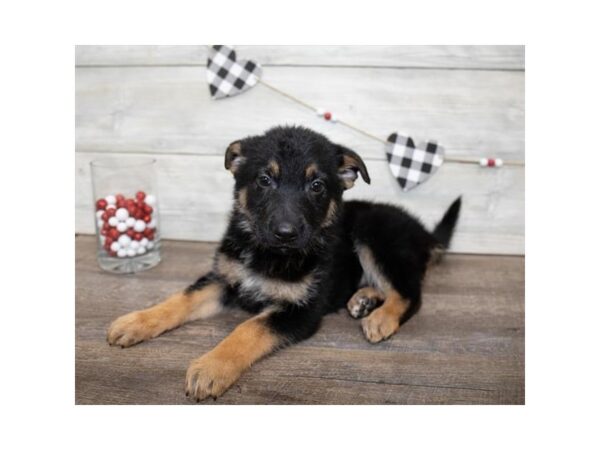 German Shepherd Dog-DOG-Female-Black / Tan-23403-Petland Lake St. Louis & Fenton, MO