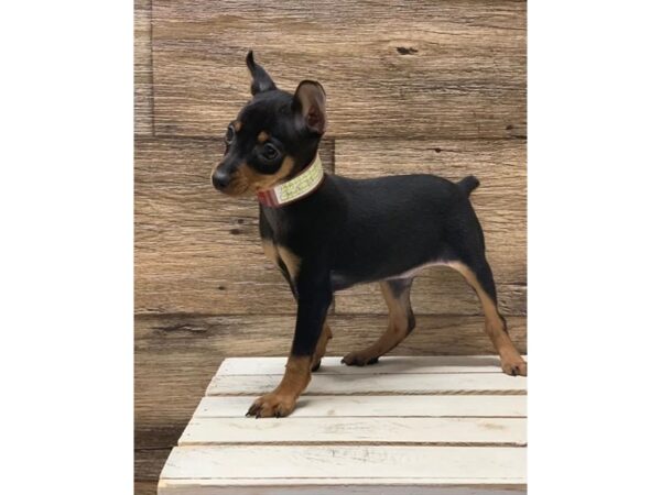 Miniature Pinscher-DOG-Male-Black / Tan-23409-Petland Lake St. Louis & Fenton, MO