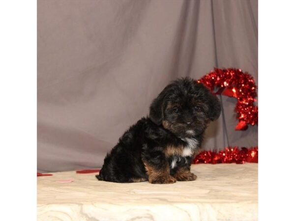 Yorkie-Poo-DOG-Female-Black / Tan-23421-Petland Lake St. Louis & Fenton, MO