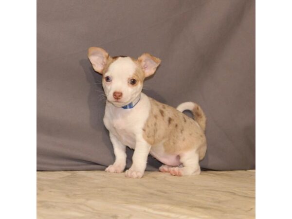 Chihuahua-DOG-Female-Chocolate Merle-23416-Petland Lake St. Louis & Fenton, MO