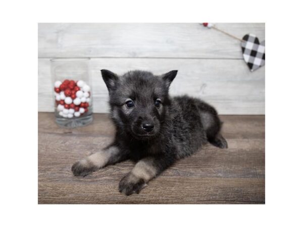 Norwegian Elkhound-DOG-Male-Black / Silver-23425-Petland Lake St. Louis & Fenton, MO