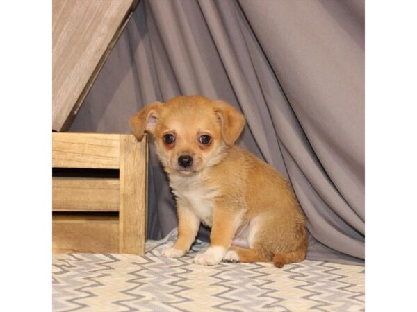 Chihuahua-DOG-Male-Fawn-23432-Petland Lake St. Louis & Fenton, MO