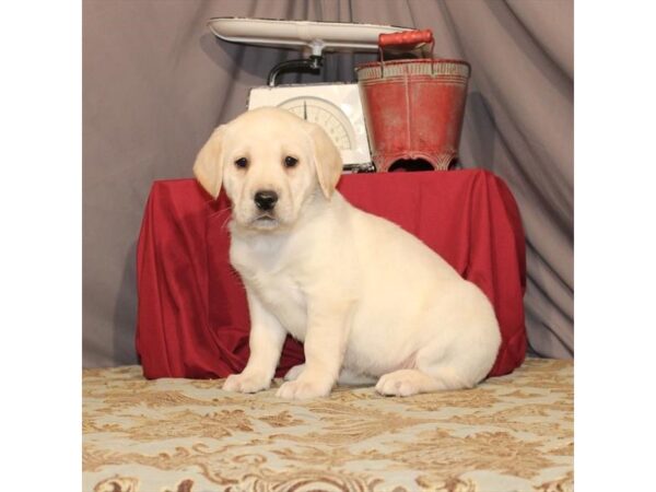 Labrador Retriever-DOG-Female-Yellow-23440-Petland Lake St. Louis & Fenton, MO