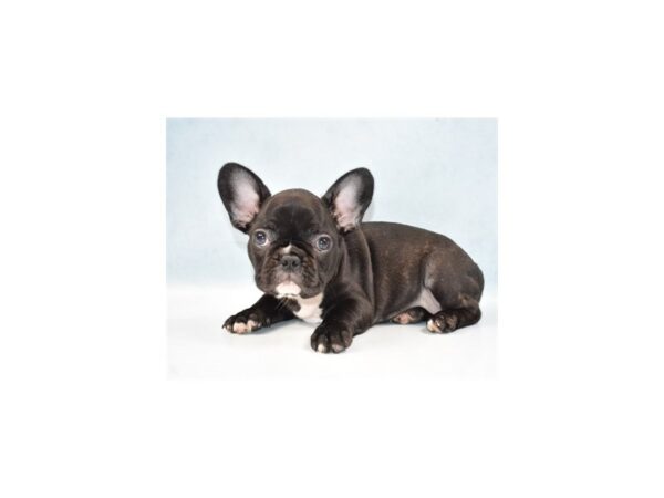 French Bulldog-DOG-Female-Black-23448-Petland Lake St. Louis & Fenton, MO