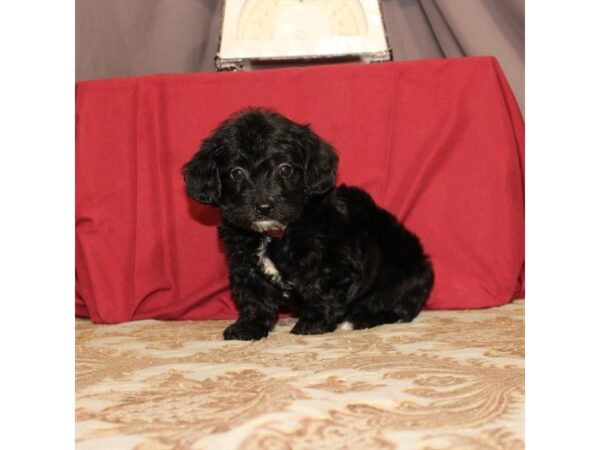 Yorkie-Poo-DOG-Female-Black-23482-Petland Lake St. Louis & Fenton, MO