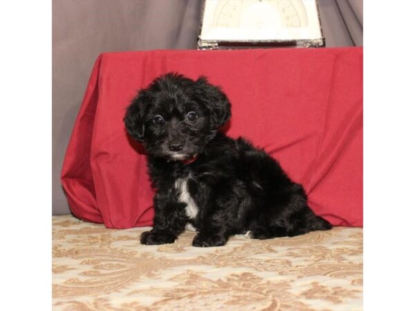 Yorkie-Poo-DOG-Female-Black-23483-Petland Lake St. Louis & Fenton, MO