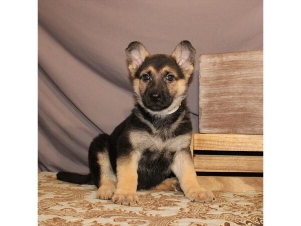 German Shepherd Dog-DOG-Female-Black / Tan-23480-Petland Lake St. Louis & Fenton, MO