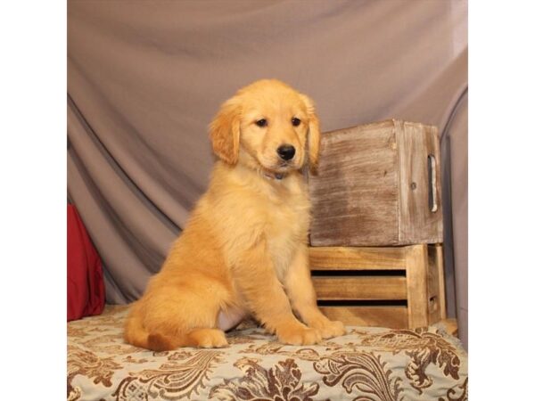 Golden Retriever DOG Female Golden 23478 Petland Lake St. Louis & Fenton, MO