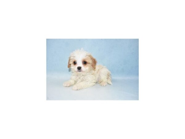 Cavachon-DOG-Male-White and Apricot-23490-Petland Lake St. Louis & Fenton, MO