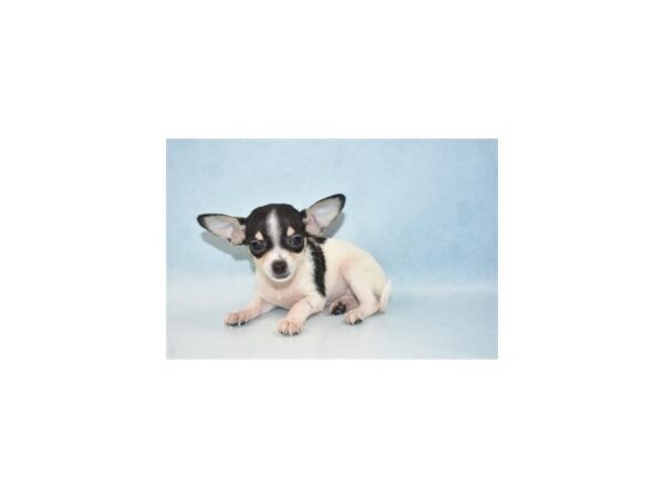 Chihuahua DOG Female Black and Tan 23492 Petland Lake St. Louis & Fenton, MO
