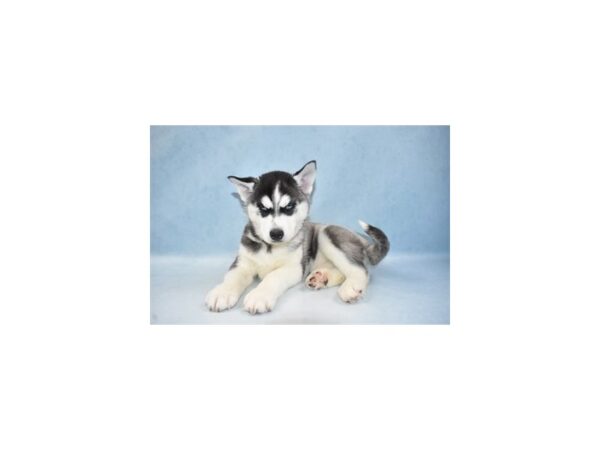 Siberian Husky-DOG-Female-Black and White-23487-Petland Lake St. Louis & Fenton, MO