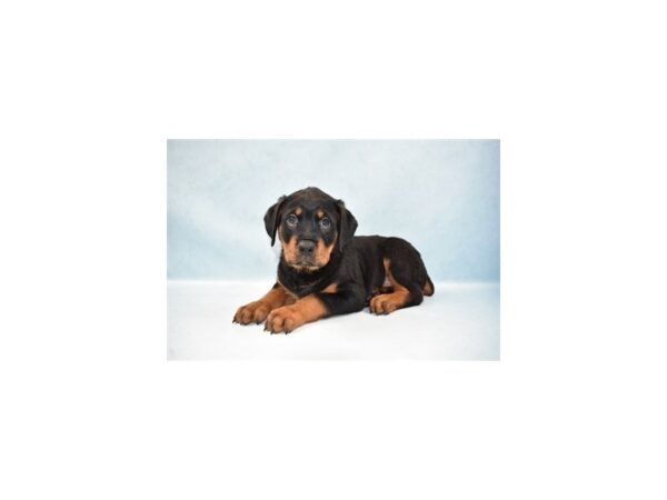 Rottweiler-DOG-Male-Black and Rust-23578-Petland Lake St. Louis & Fenton, MO