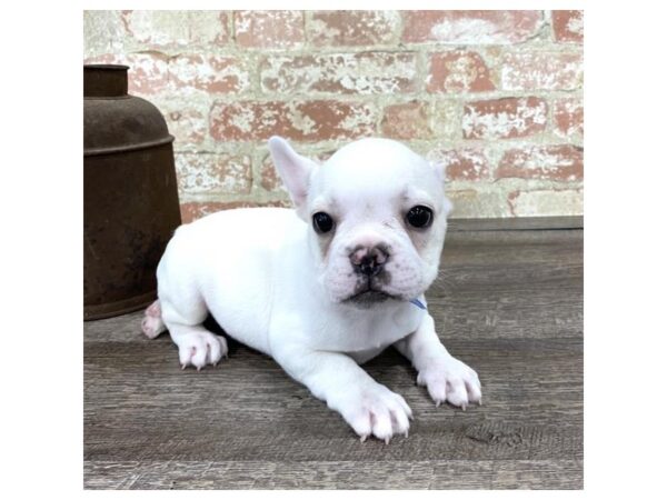 French Bulldog-DOG-Male-White-23657-Petland Lake St. Louis & Fenton, MO