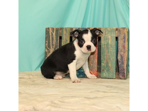 Boston Terrier-DOG-Male-Black / White-23672-Petland Lake St. Louis & Fenton, MO