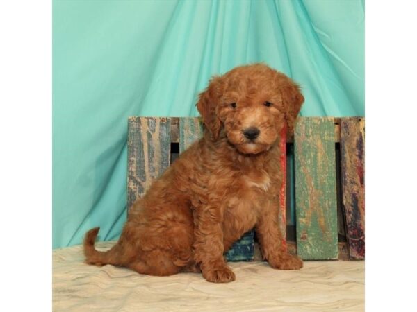 Miniature Goldendoodle-DOG-Female-Red-23681-Petland Lake St. Louis & Fenton, MO