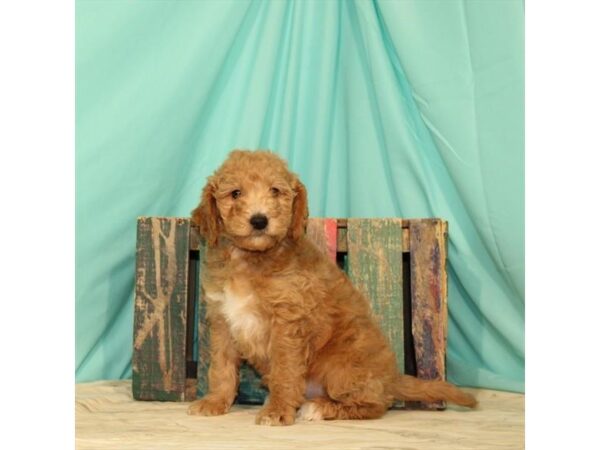 Miniature Goldendoodle-DOG-Male-Red-23682-Petland Lake St. Louis & Fenton, MO