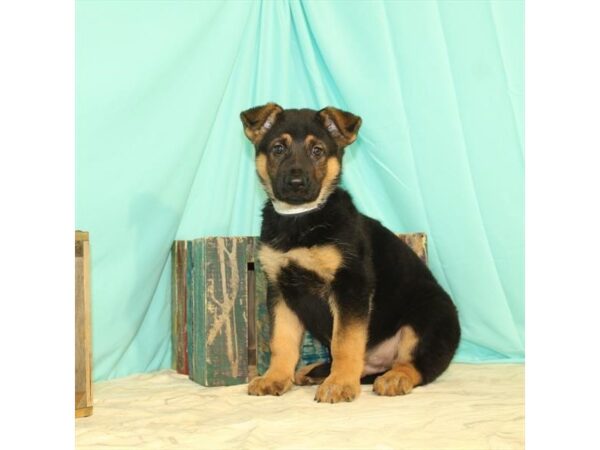 German Shepherd Dog-DOG-Male-Black / Tan-23689-Petland Lake St. Louis & Fenton, MO