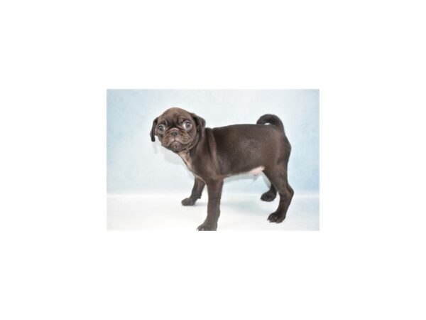 Pug-DOG-Male-Black-23692-Petland Lake St. Louis & Fenton, MO