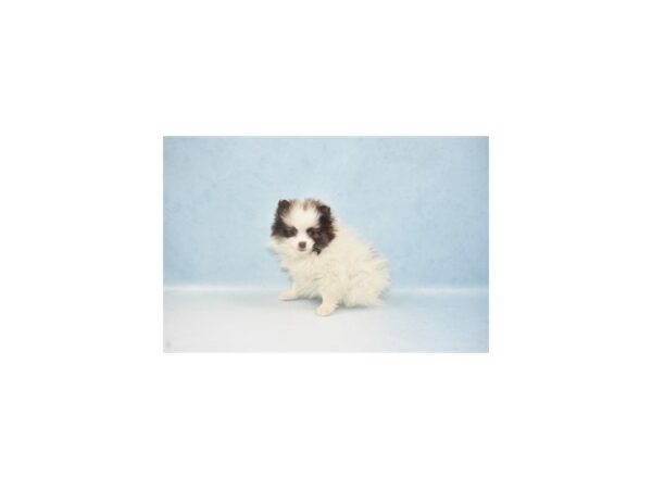 Pomeranian-DOG-Male-Chocolate-23691-Petland Lake St. Louis & Fenton, MO