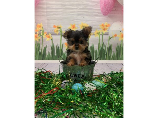 Yorkshire Terrier DOG Female Black & Tan 23688 Petland Lake St. Louis & Fenton, MO