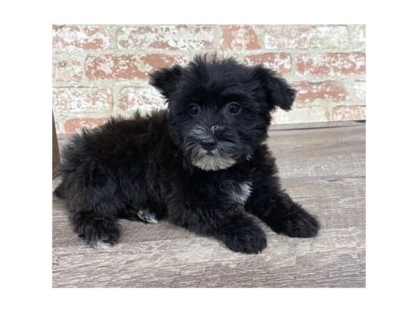 Yorkiepoo-DOG-Female-Black-23715-Petland Lake St. Louis & Fenton, MO