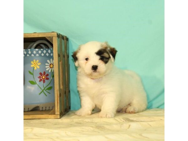 Teddy Bear-DOG-Female-White / Gold-23724-Petland Lake St. Louis & Fenton, MO