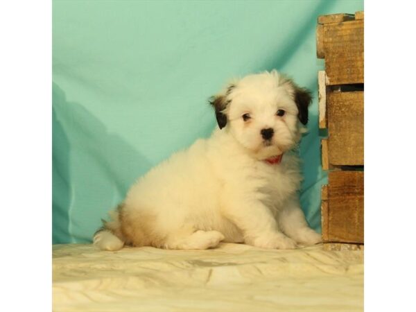 Teddy Bear-DOG-Male-White / Gold-23725-Petland Lake St. Louis & Fenton, MO