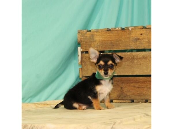 Chorkie-DOG-Female-Black / Tan-23730-Petland Lake St. Louis & Fenton, MO