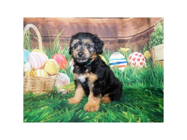 Miniature Aussiedoodle-DOG-Male-Black / Tan-23735-Petland Lake St. Louis & Fenton, MO