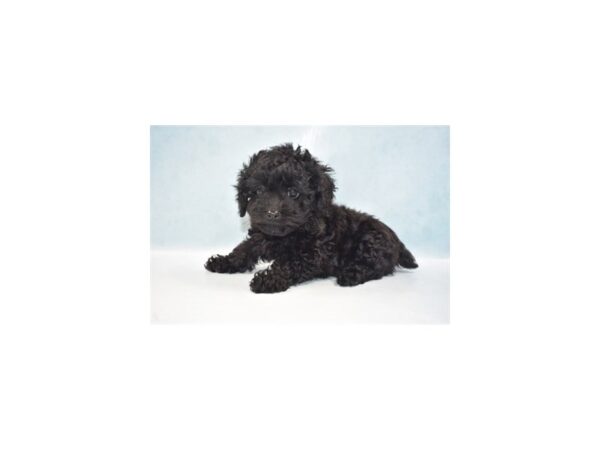 Cavapoo-DOG-Female-Black-23744-Petland Lake St. Louis & Fenton, MO