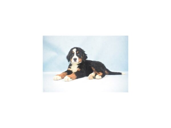 Bernese Mountain Dog-DOG-Male-Black Rust and White-23740-Petland Lake St. Louis & Fenton, MO