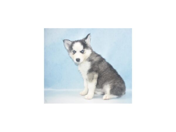 Siberian Husky-DOG-Female-Black and White-23741-Petland Lake St. Louis & Fenton, MO