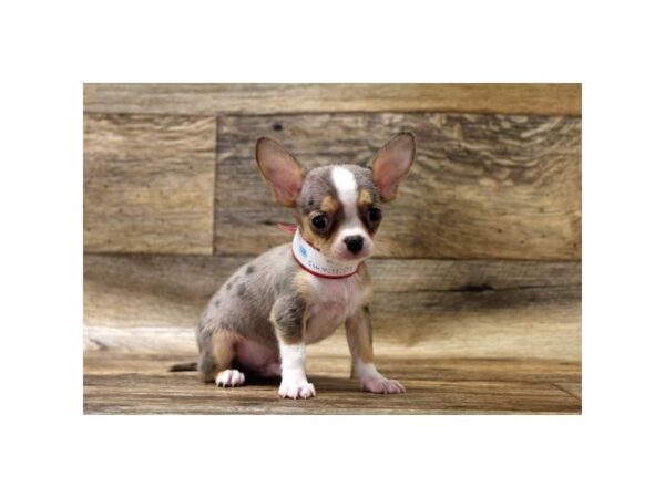 Chihuahua-DOG-Male-Blue Merle / White-23747-Petland Lake St. Louis & Fenton, MO