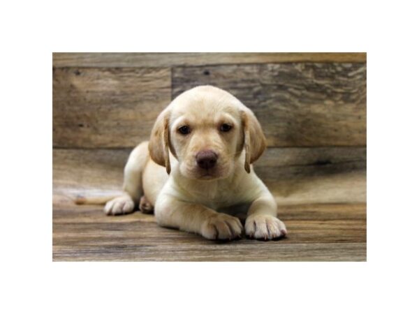 Labrador Retriever-DOG-Female-Yellow-23748-Petland Lake St. Louis & Fenton, MO