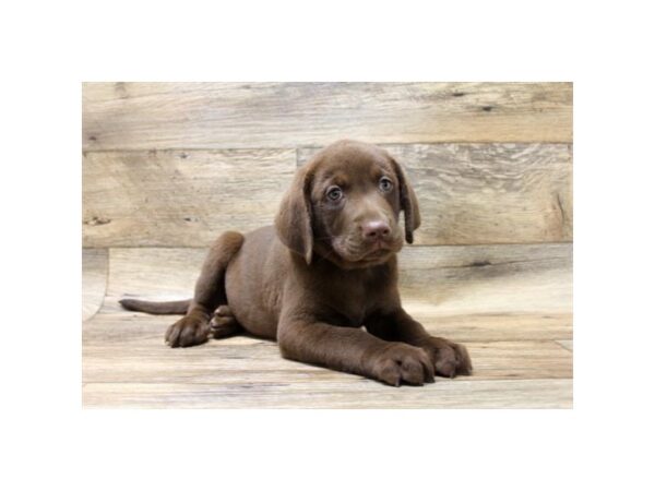 Labrador Retriever-DOG-Male-Chocolate-23749-Petland Lake St. Louis & Fenton, MO