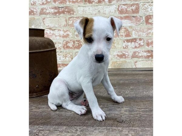 Jack Russell Terrier-DOG-Female-White-23764-Petland Lake St. Louis & Fenton, MO
