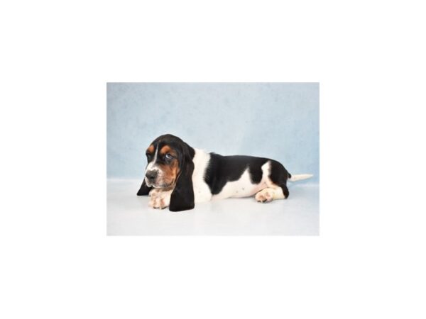 Basset Hound-DOG-Male-Black White and Tan-23769-Petland Lake St. Louis & Fenton, MO