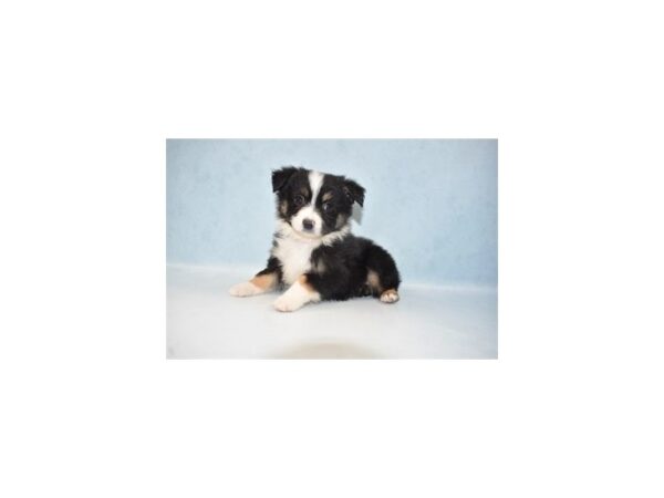 Miniature American Shepherd-DOG-Male-Black-23778-Petland Lake St. Louis & Fenton, MO