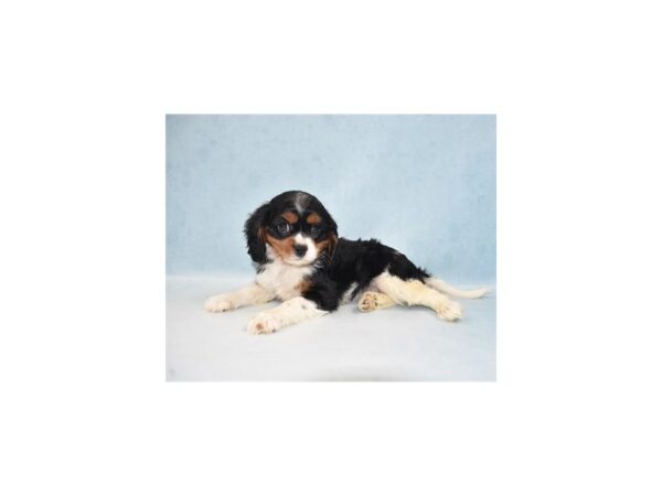 Cavalier King Charles Spaniel DOG Female Black and White 23770 Petland Lake St. Louis & Fenton, MO