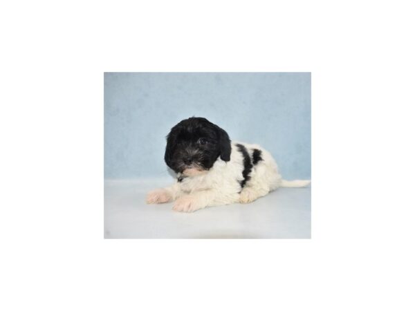 Havanese-DOG-Female-Black and White-23772-Petland Lake St. Louis & Fenton, MO